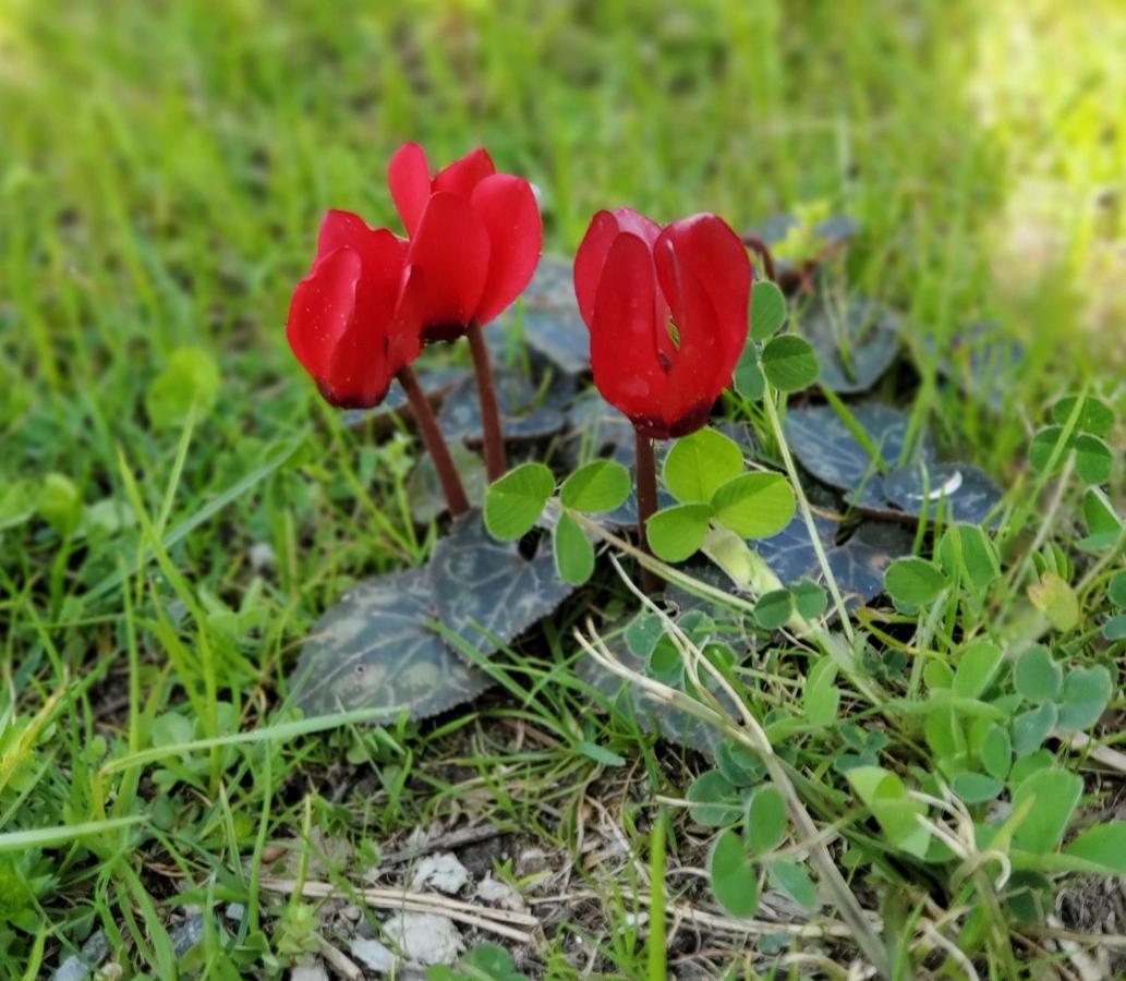 Camping Pilzone 이세오 외부 사진